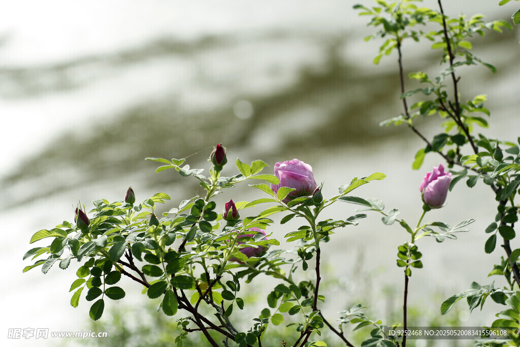 玫瑰花苞