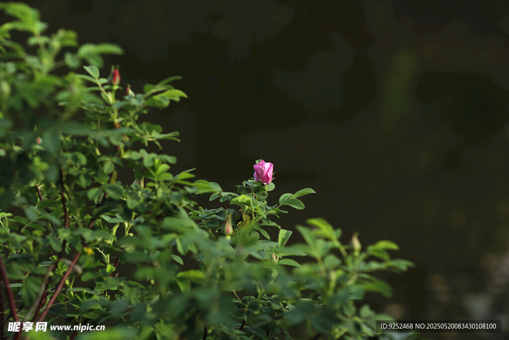 玫瑰花苞 