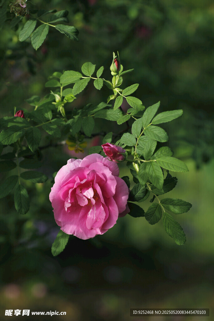 玫瑰花 
