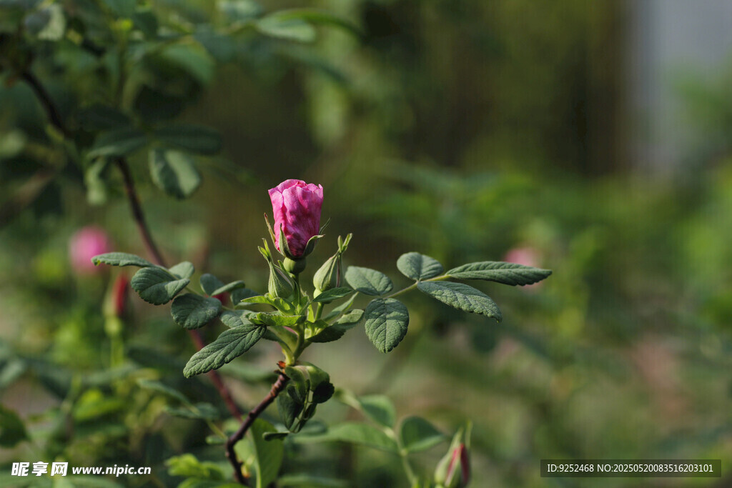 玫瑰花苞