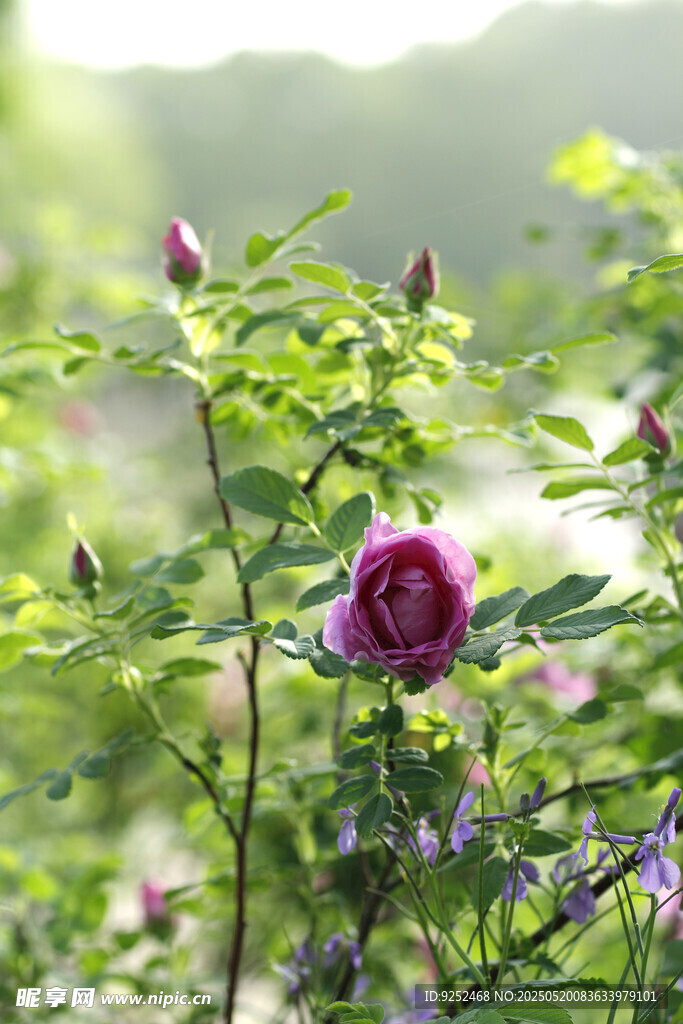 粉月季花 