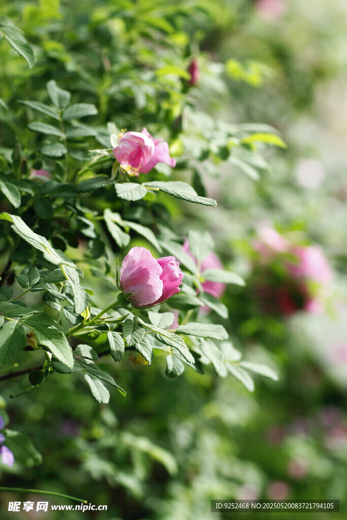 玫瑰花苞 