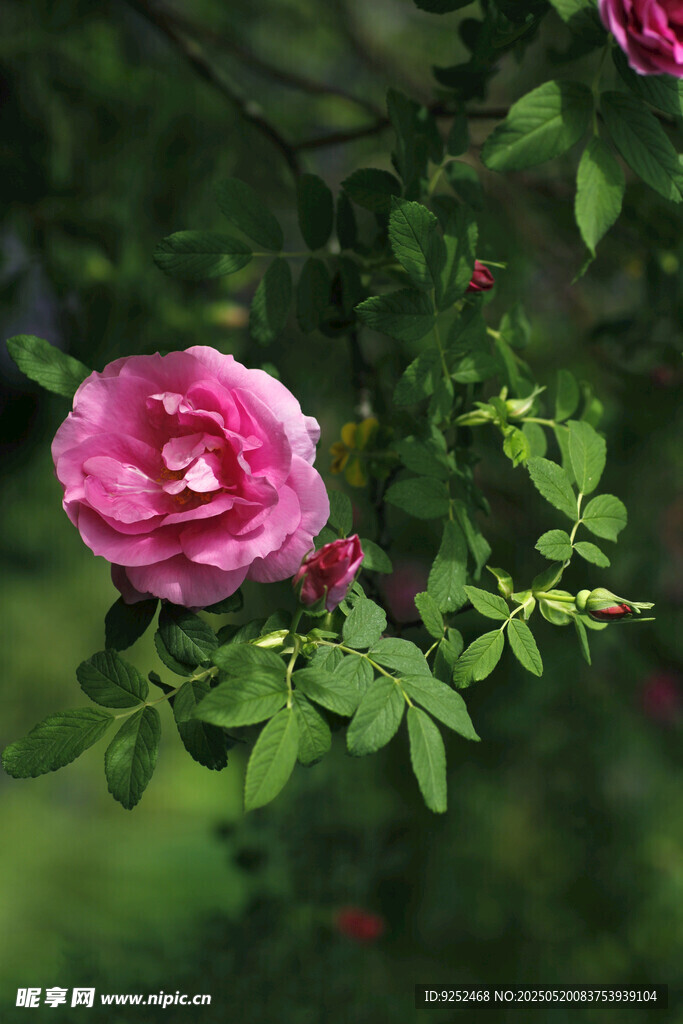 玫瑰花 
