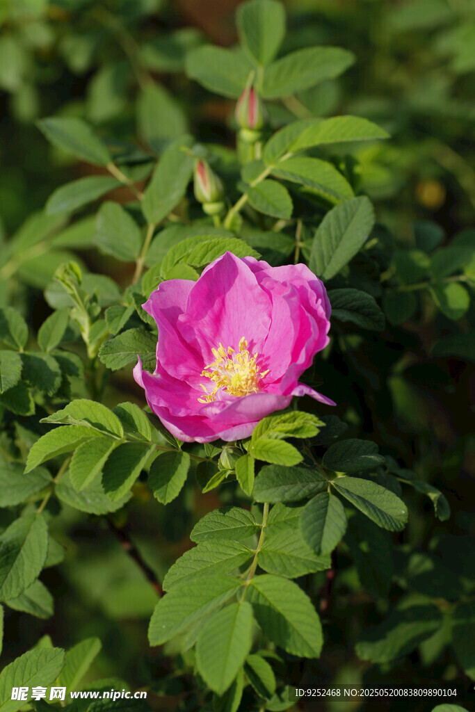 玫瑰花 