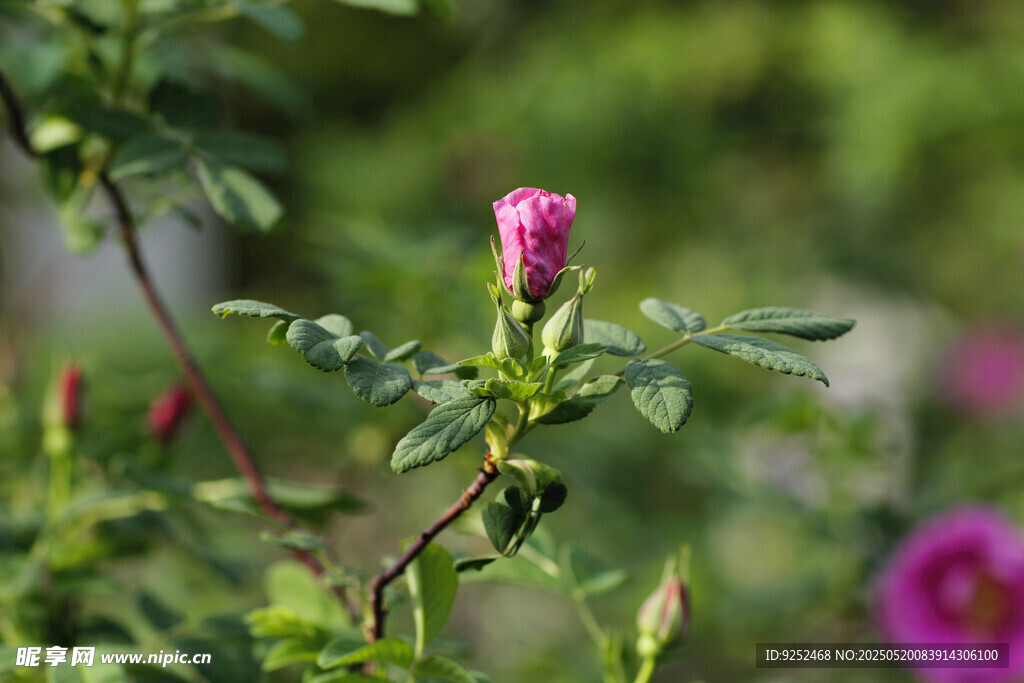 玫瑰花苞 