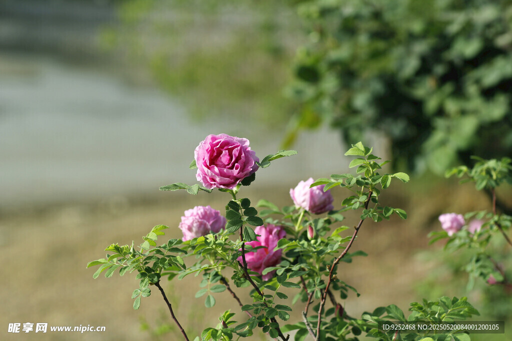 红玫瑰花 