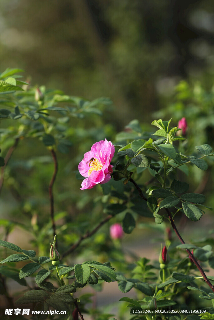 玫瑰花 