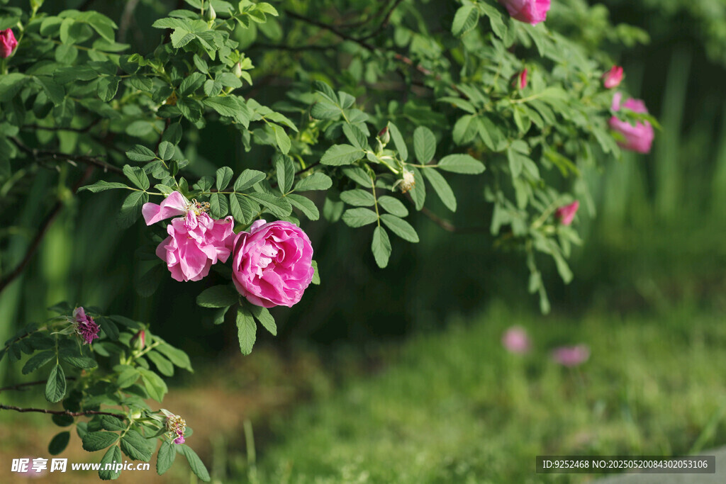 玫瑰花 