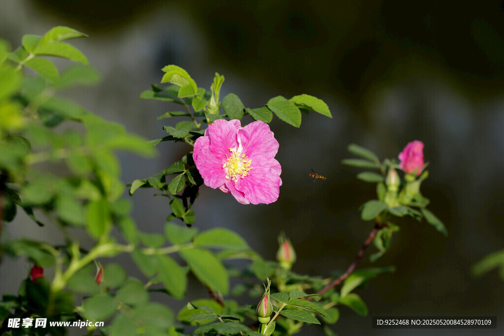 粉月季花