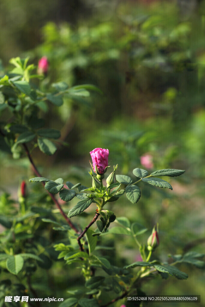 玫瑰花苞 