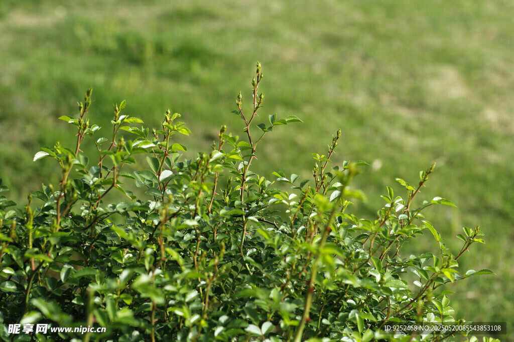 玫瑰花嫩芽 