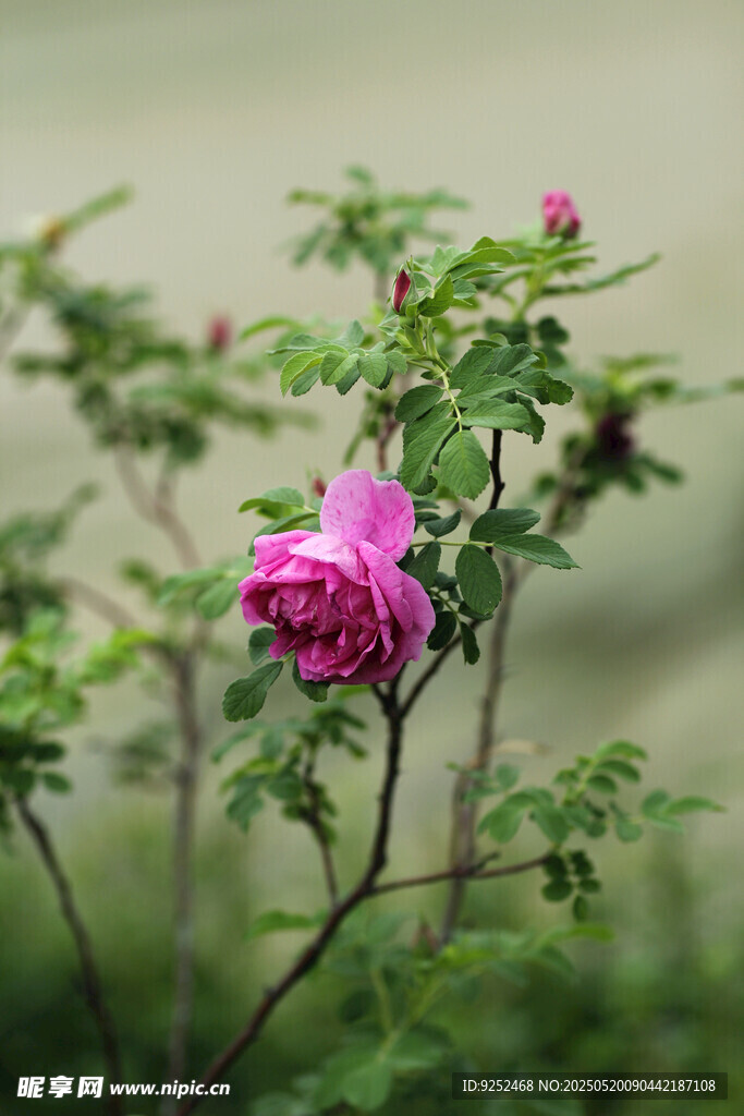 红玫瑰花 
