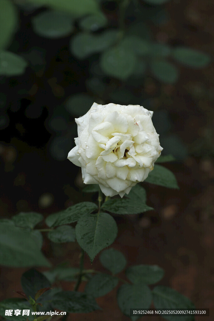 白玫瑰 