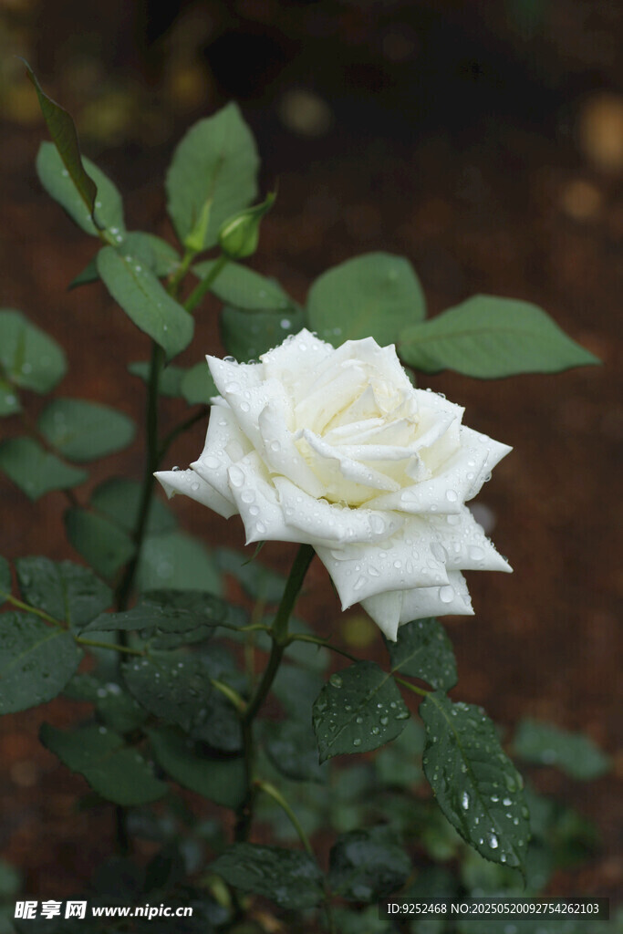 白玫瑰花 