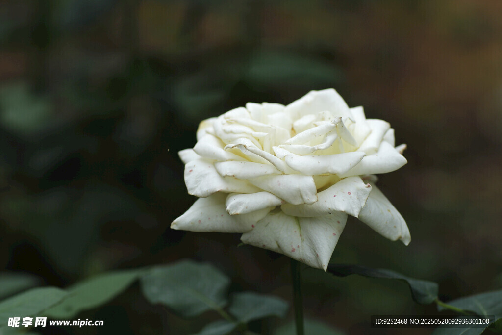 白月季花