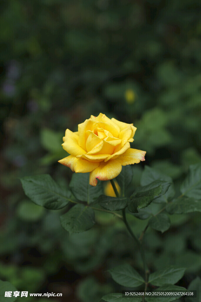 黄玫瑰花 