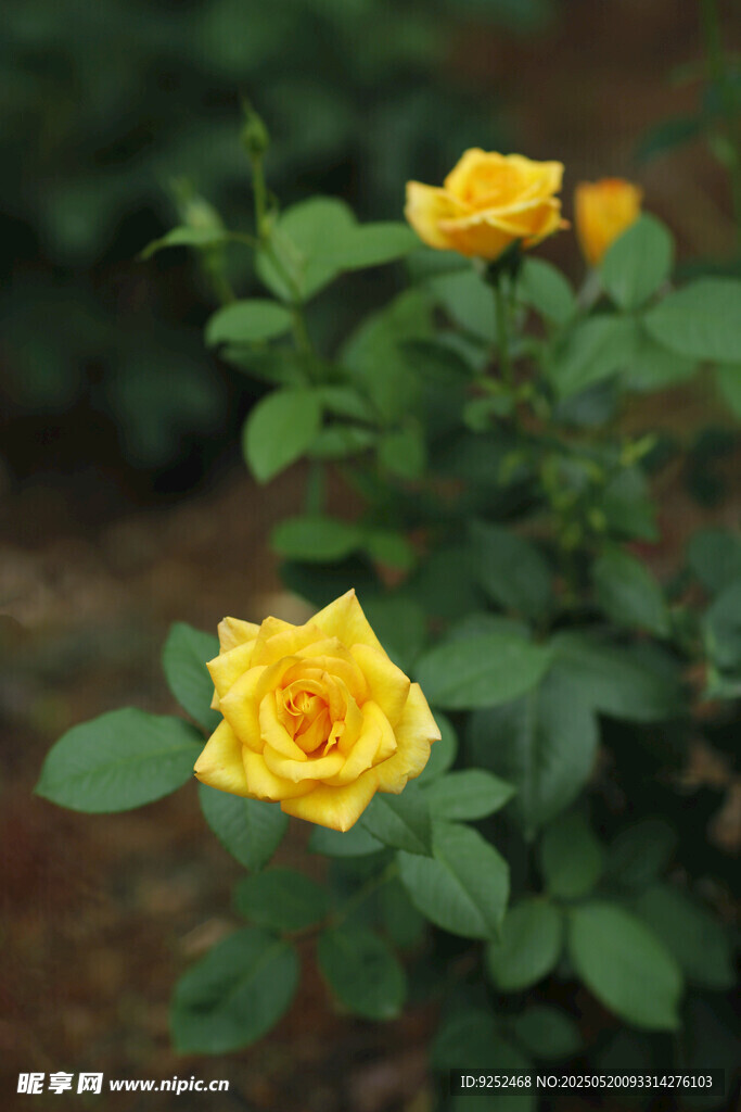 黄玫瑰 
