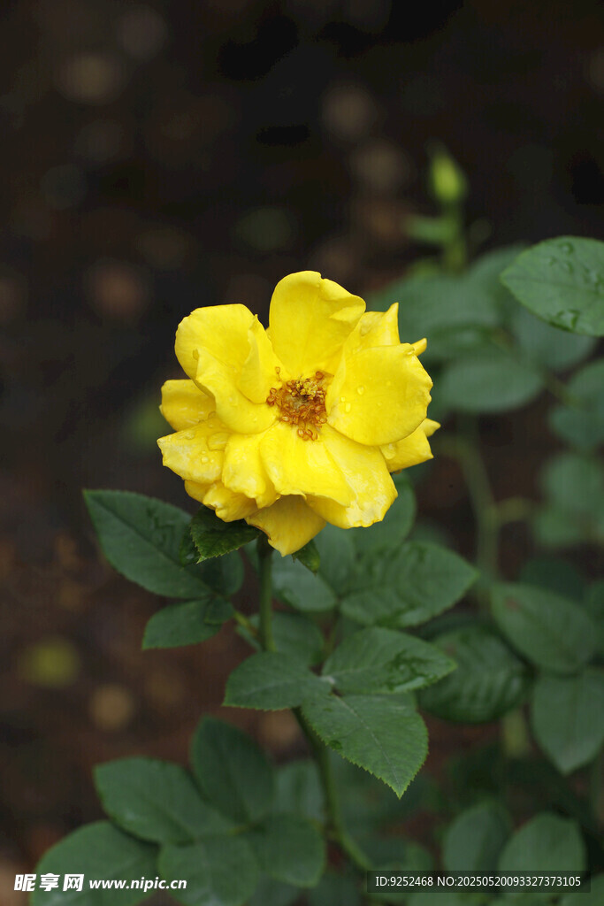 黄月季花 