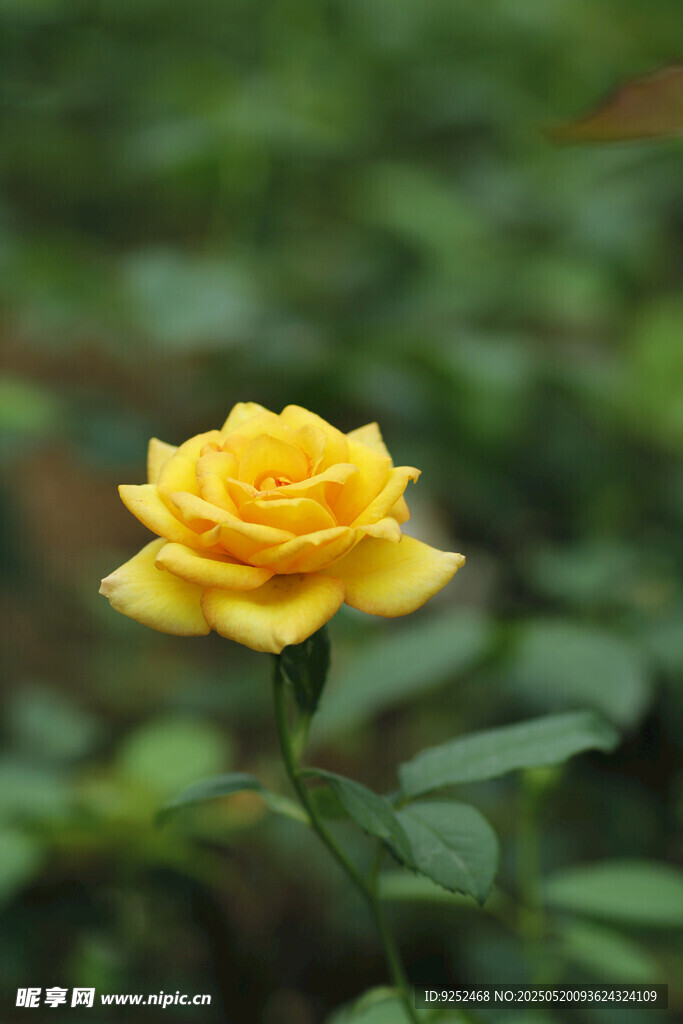 月季花 