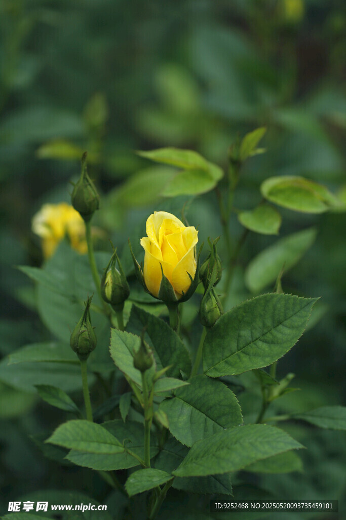 花苞 