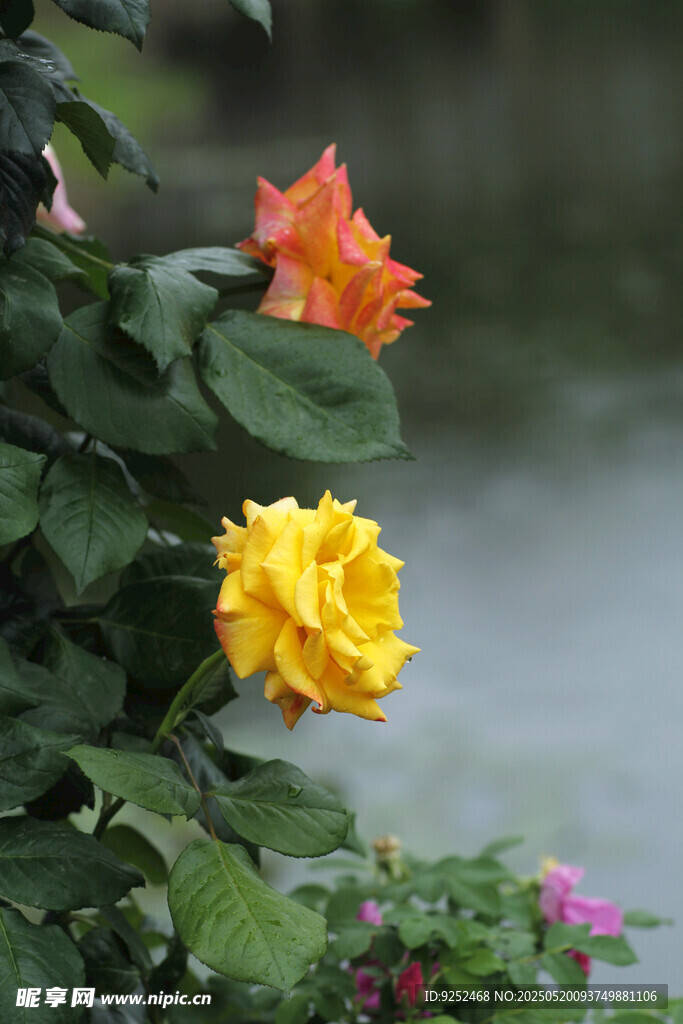 黄玫瑰花 
