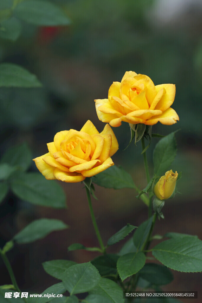 黄色月季