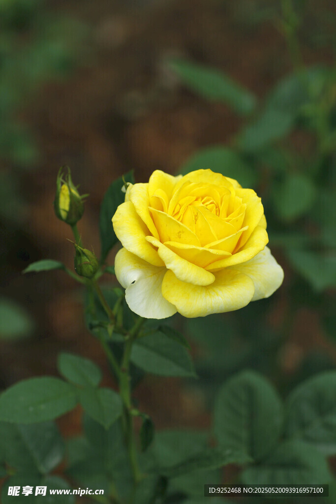  月季花