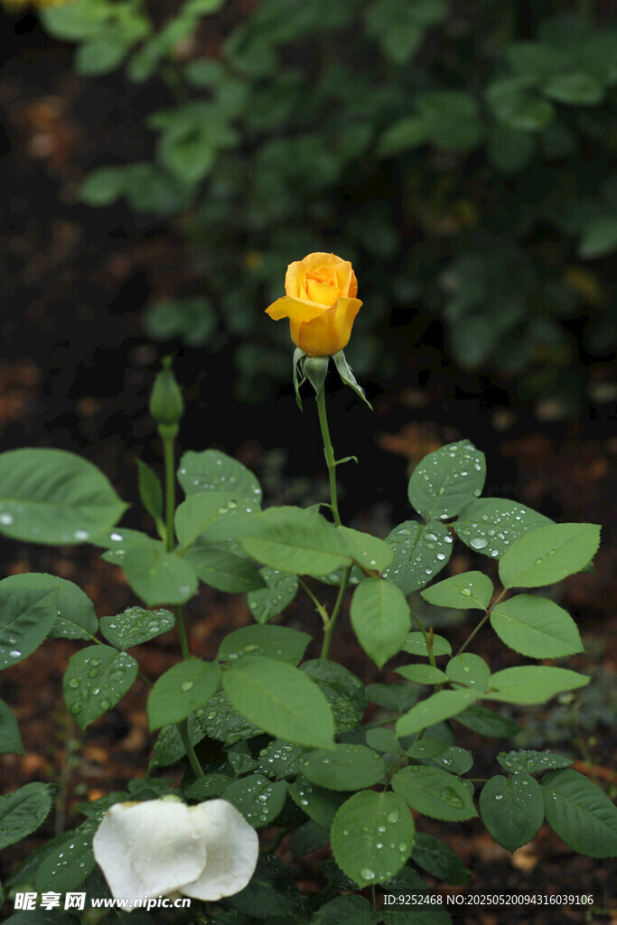 花苞 