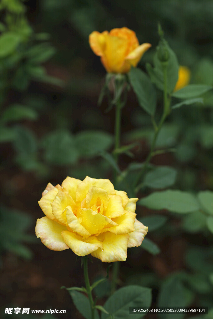 黄玫瑰 