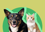 猫狗宠物