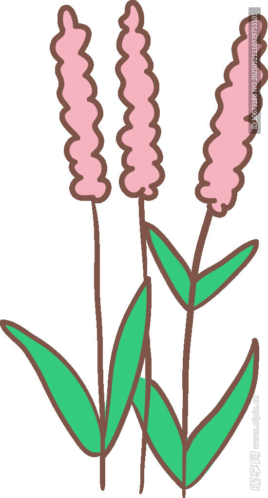 粉色穗状花草插画