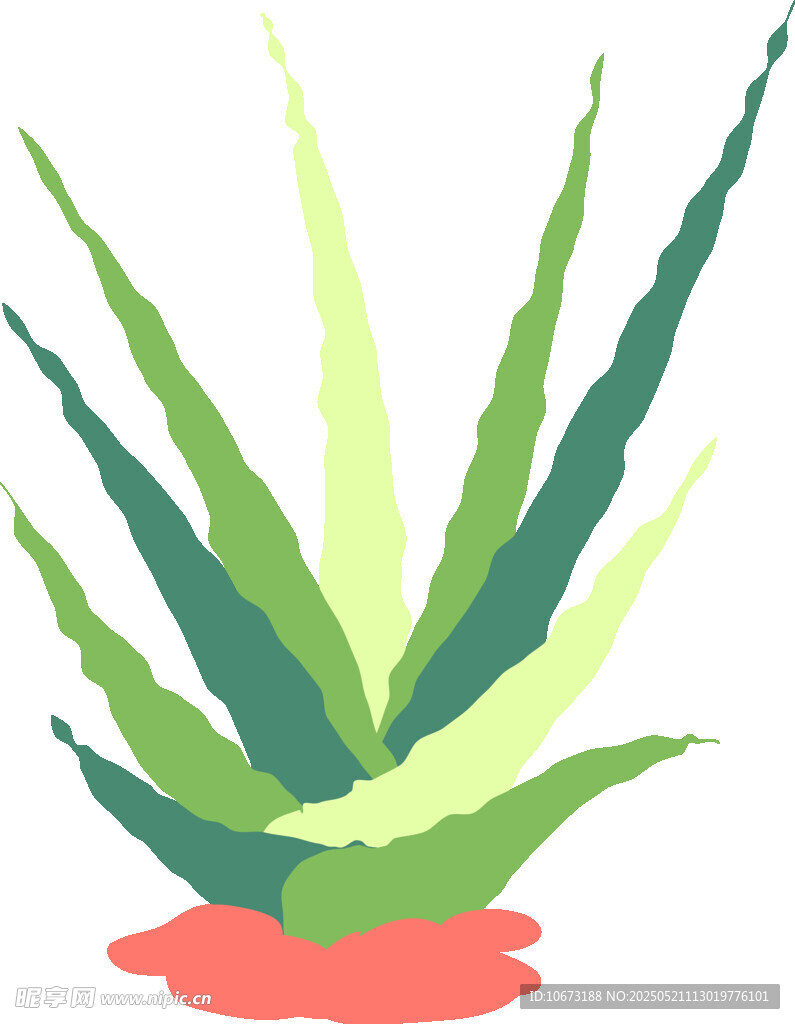 翠绿芦荟插画