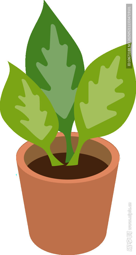 盆栽绿植 清新小植物