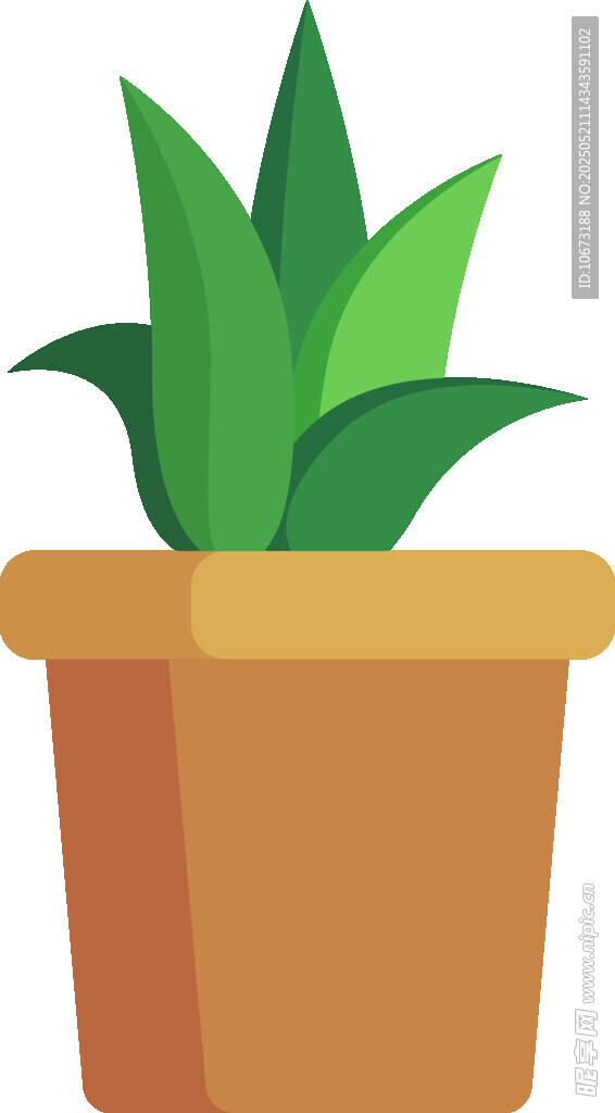 盆栽绿植 清新小植物