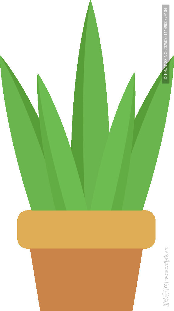 盆栽芦荟植物