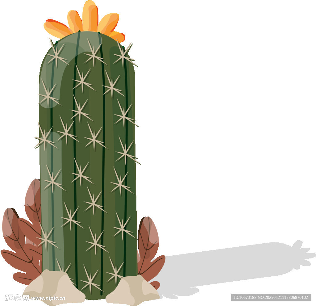 直立仙人掌植物插画
