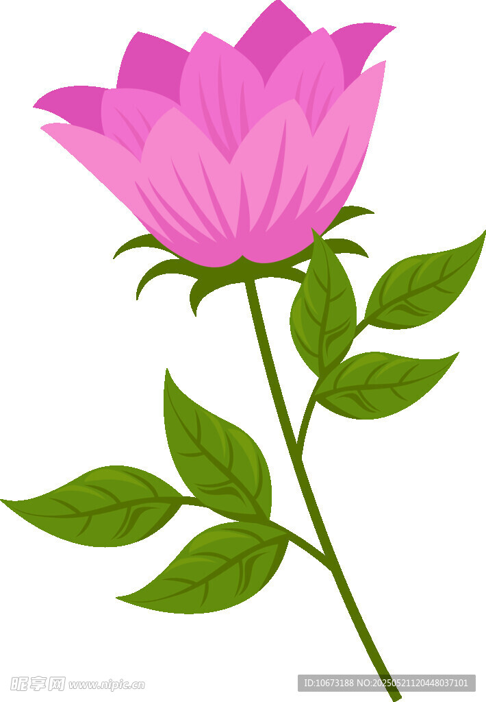 粉色娇艳花朵插画