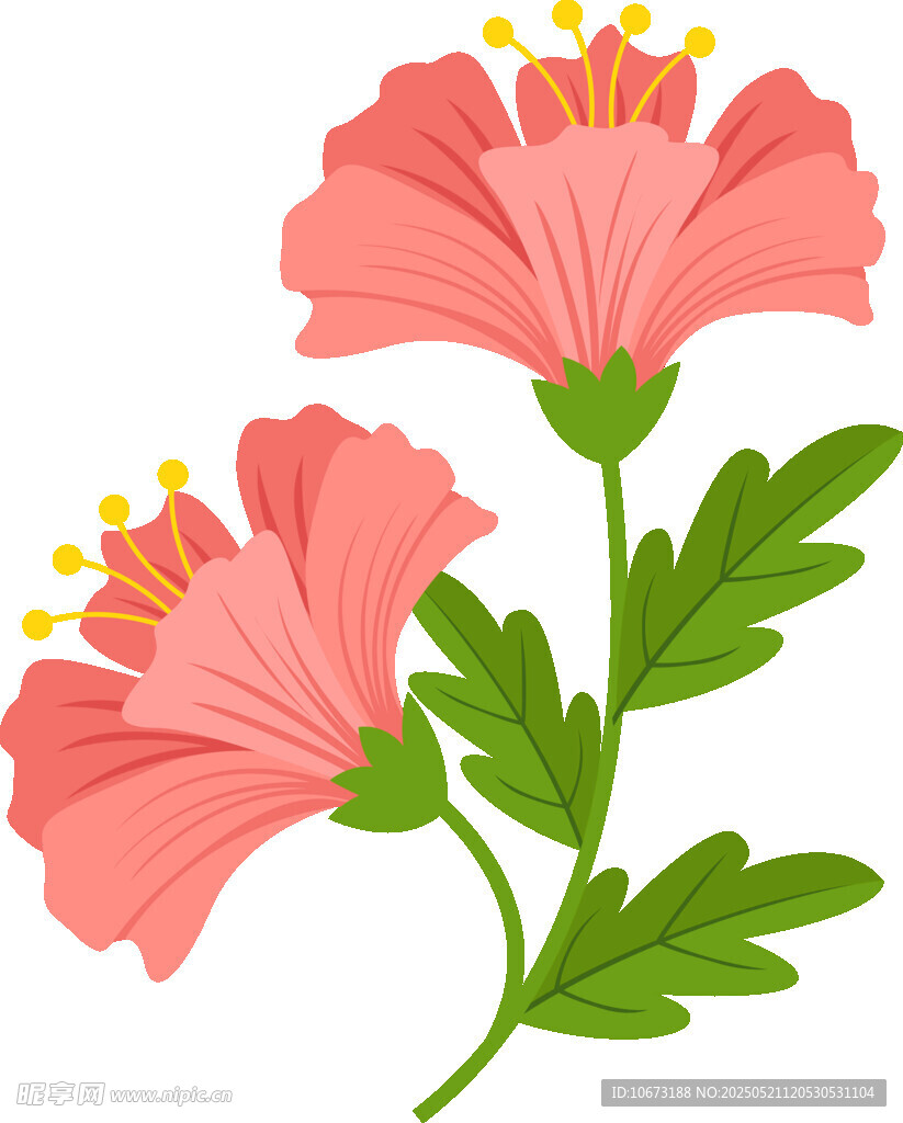 两朵粉色花朵插画