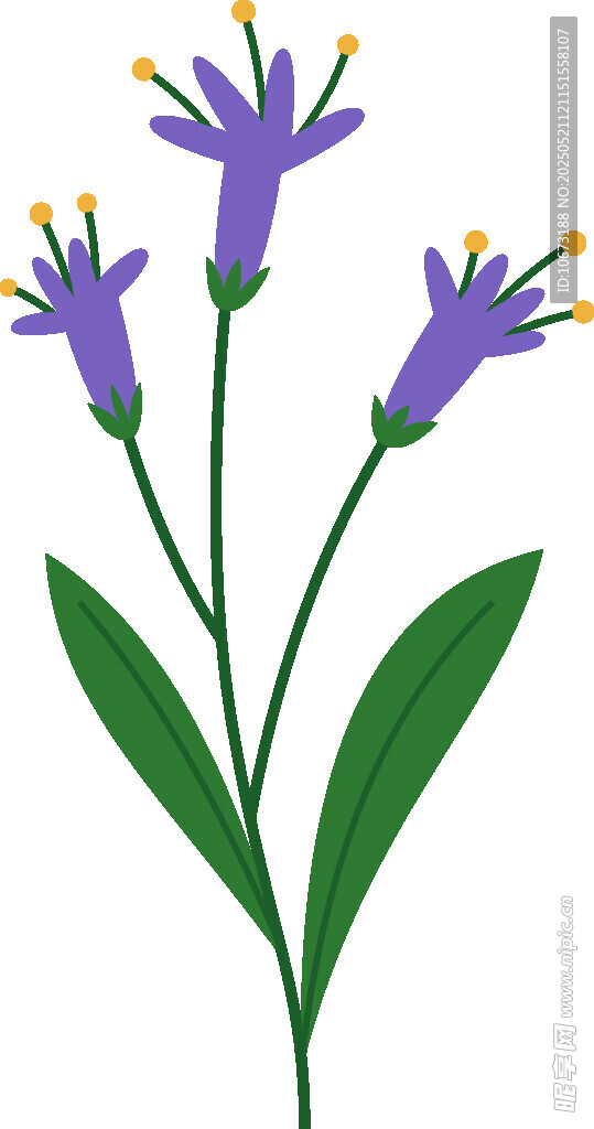 紫色小花插画