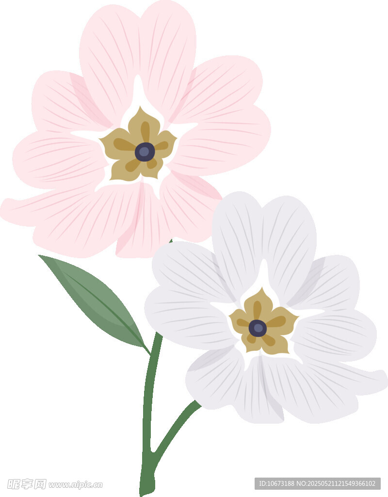 两朵清新花朵插画