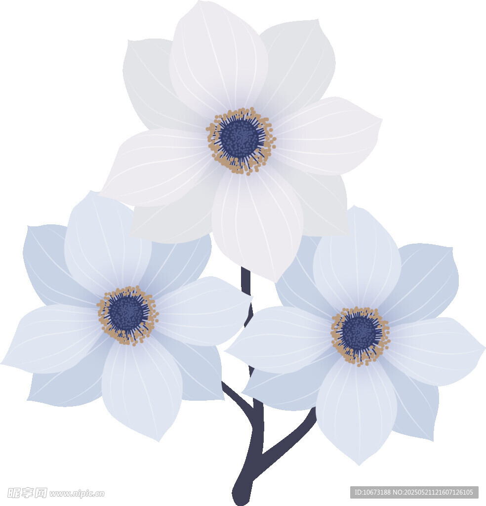 三朵素雅银莲花插画