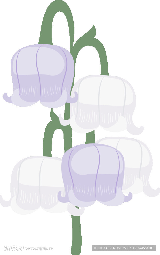 铃兰花插画