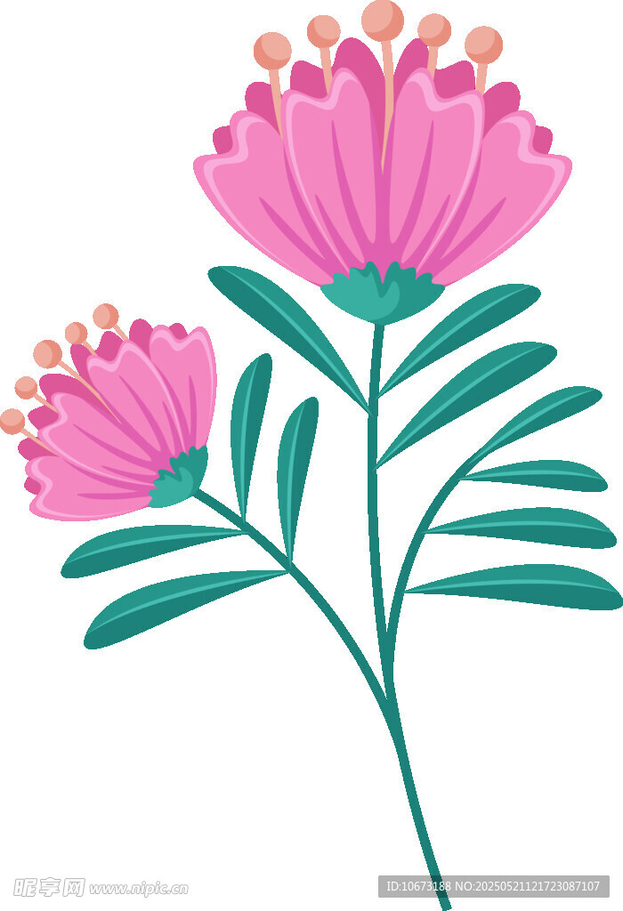 两朵粉色花卉插画
