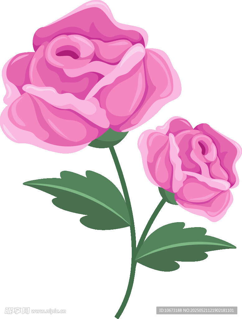 两朵粉色玫瑰花插画