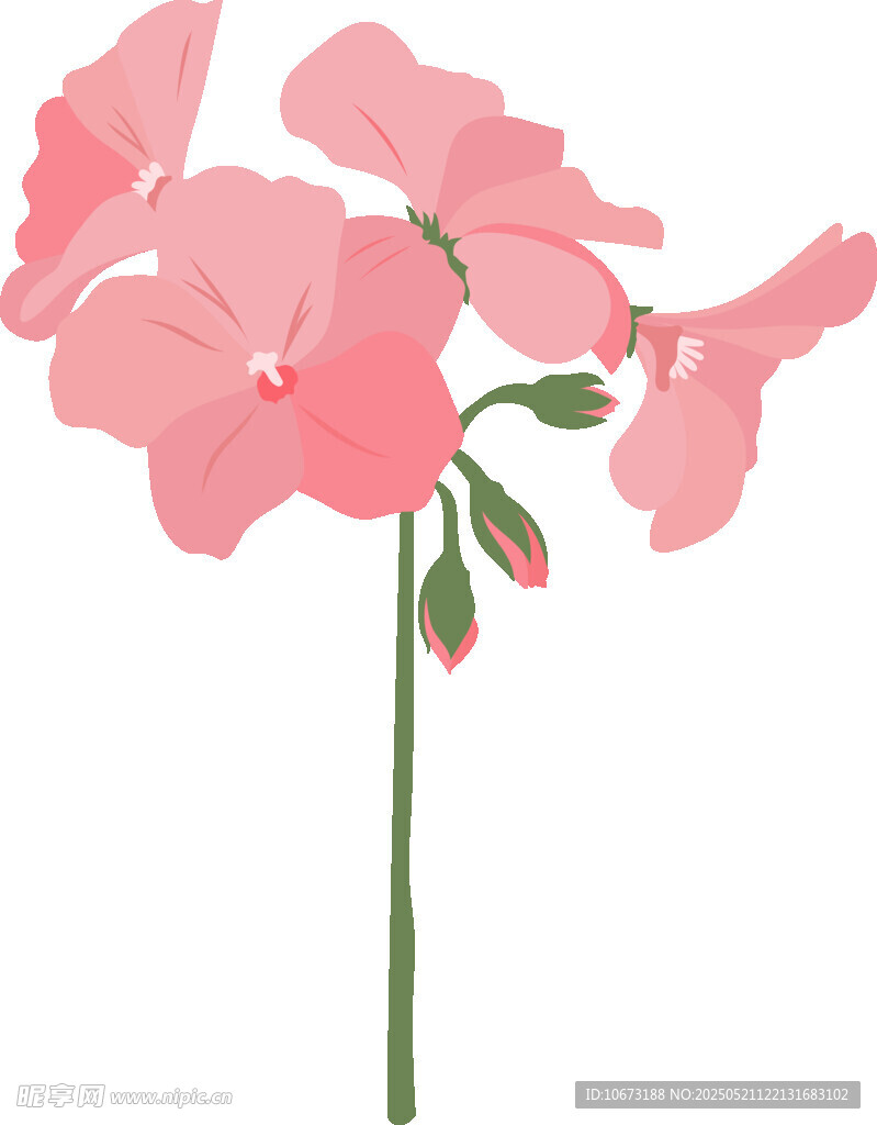 粉色天竺葵花朵插画