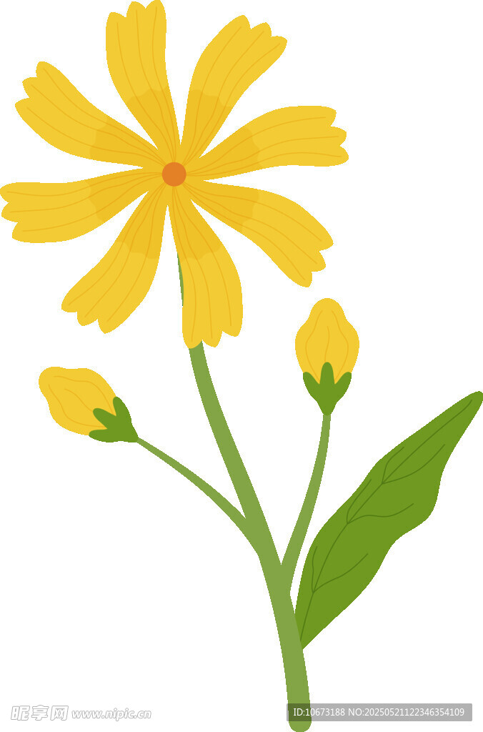 黄色小花插画