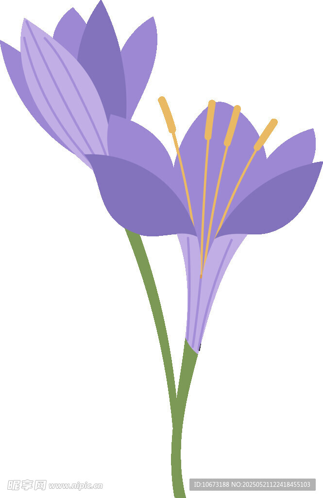 紫色番红花插画