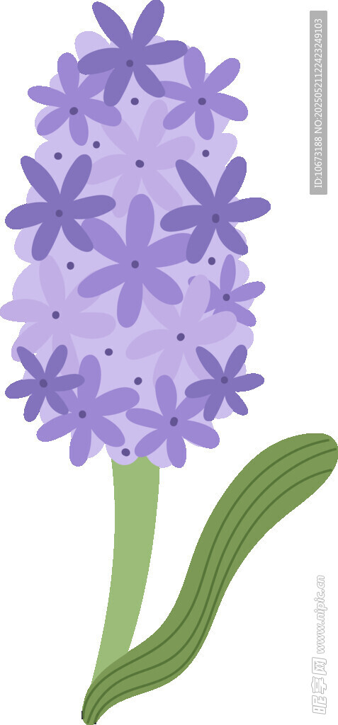 紫色风信子花朵插画