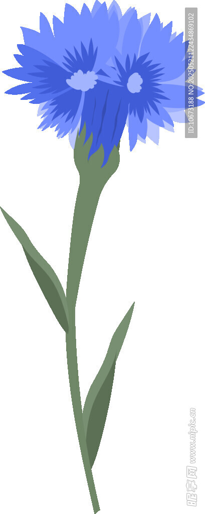 蓝色矢车菊花朵插画
