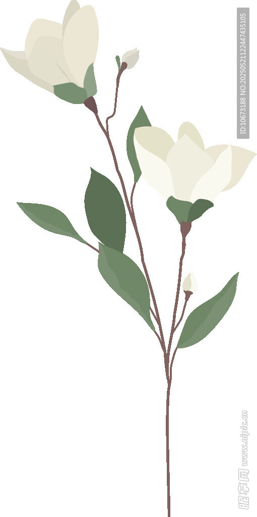 白色玉兰花枝插画